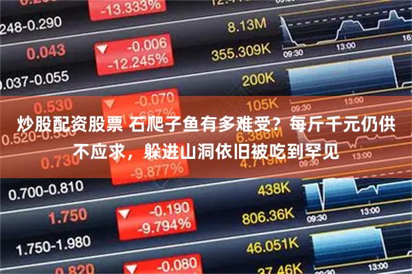 炒股配资股票 石爬子鱼有多难受？每斤千元仍供不应求，躲进山洞依旧被吃到罕见